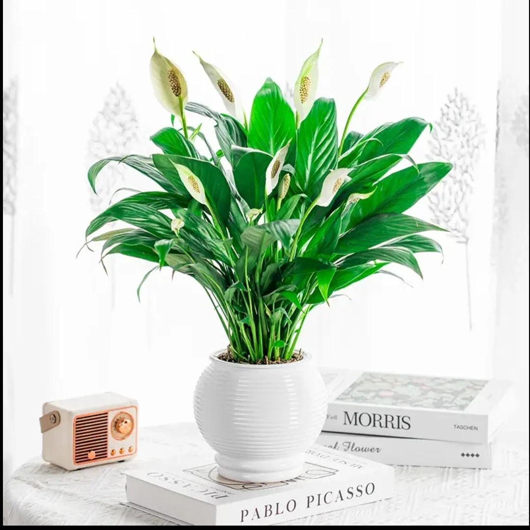 水培白掌室内开花绿植美观净化寓意一帆风顺好养盆栽