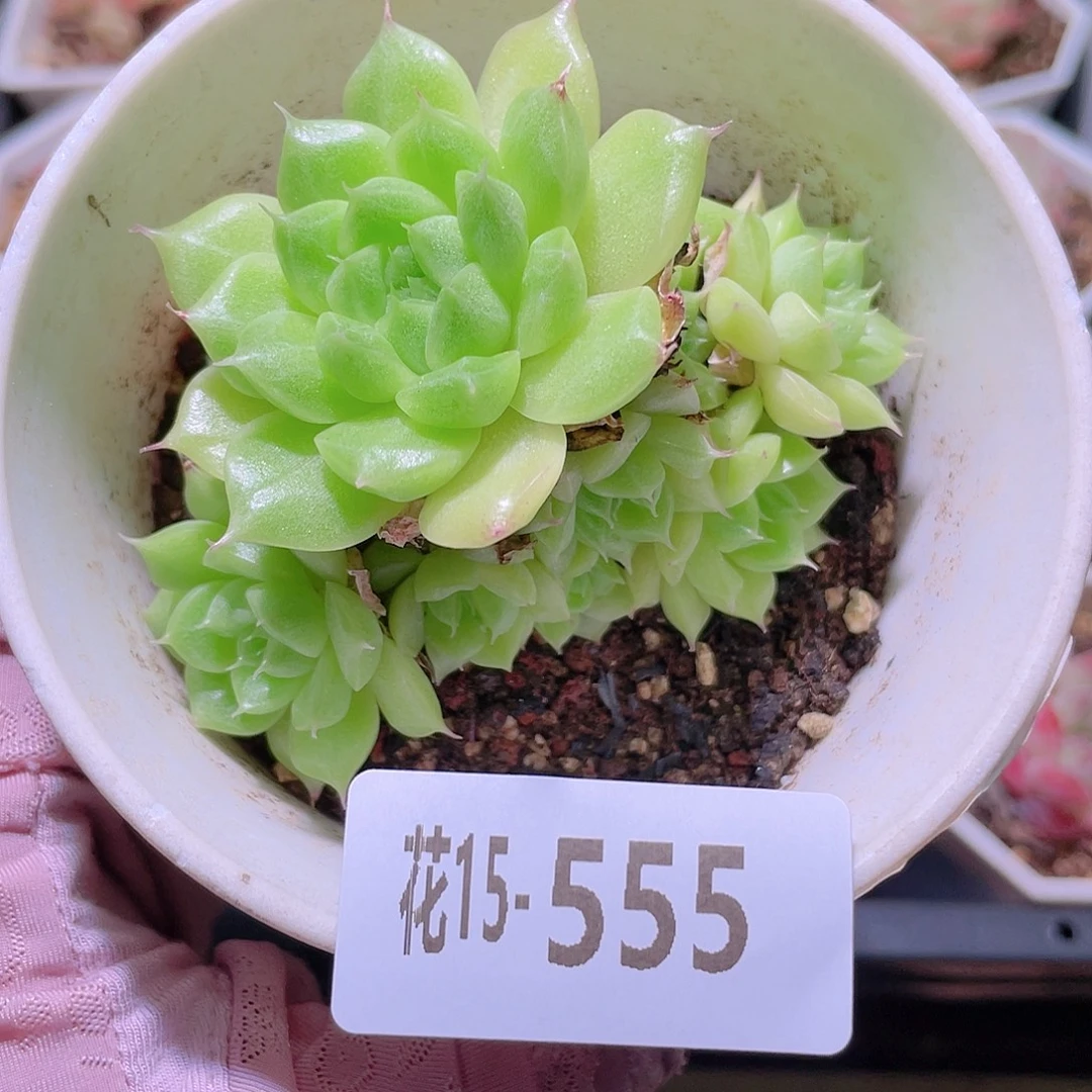 花利美15-555麦秆