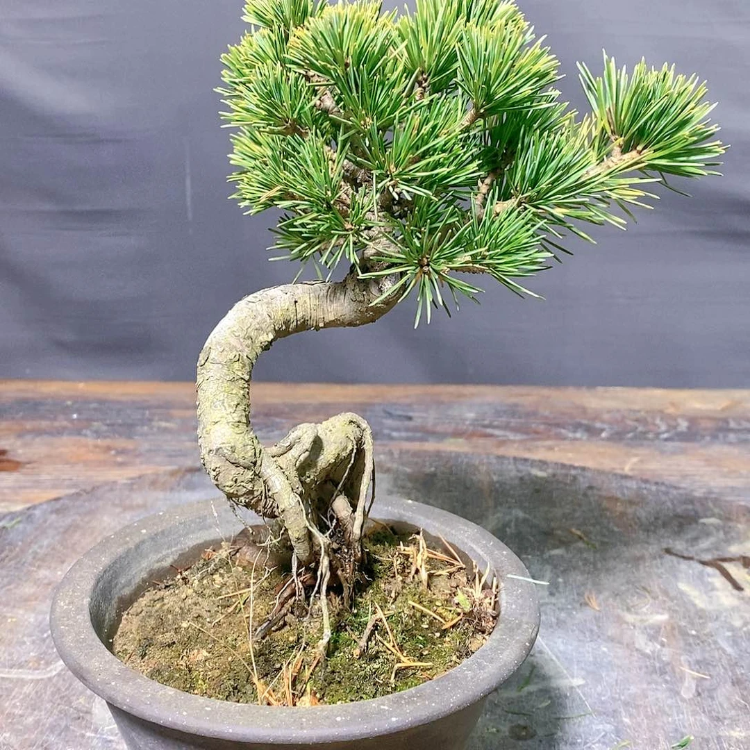 【闪购商品】无花朵