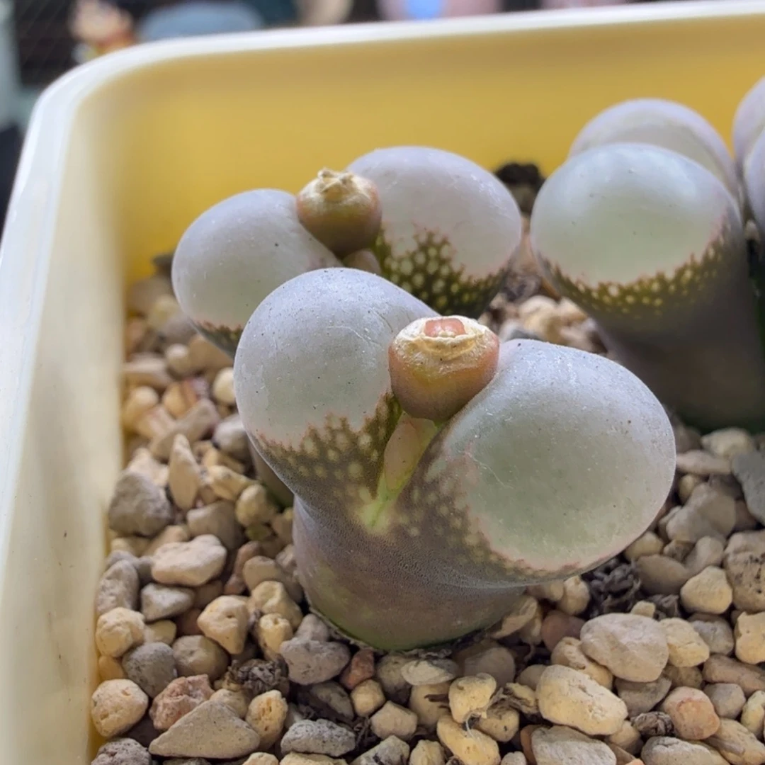 11-23-c15 双头紫罗兰