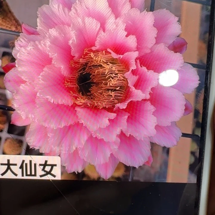 235毛大仙女歪4到5公分左右无根侧牙，20包邮