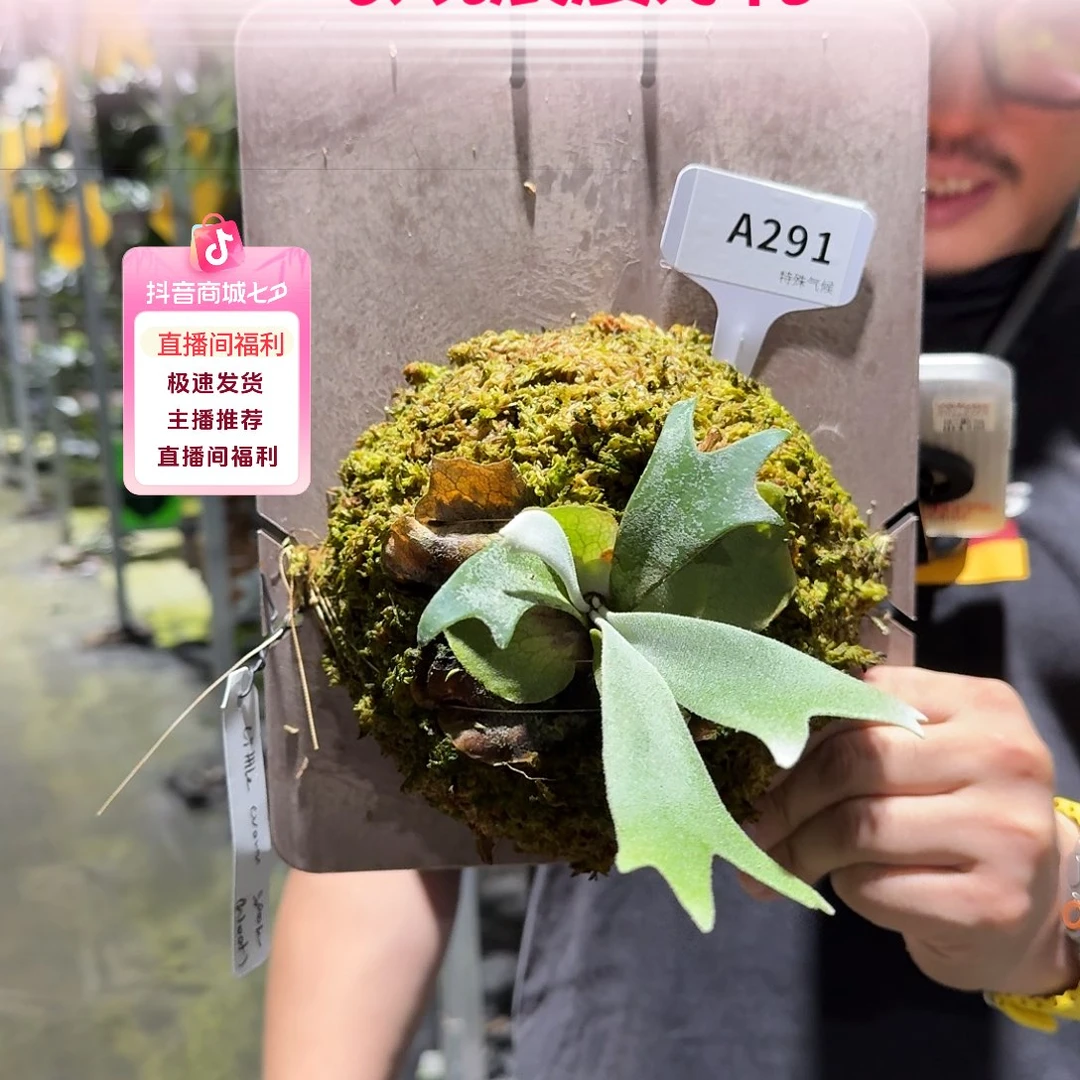 无花朵A291-little crown spore