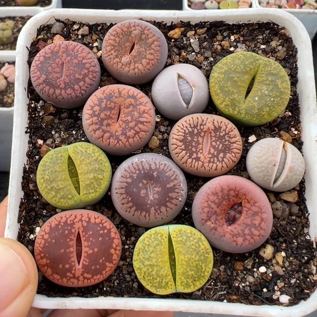 1.27好看的多肉901