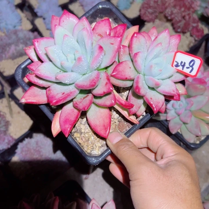 精品多肉植物老桩随机发一棵赫本露思