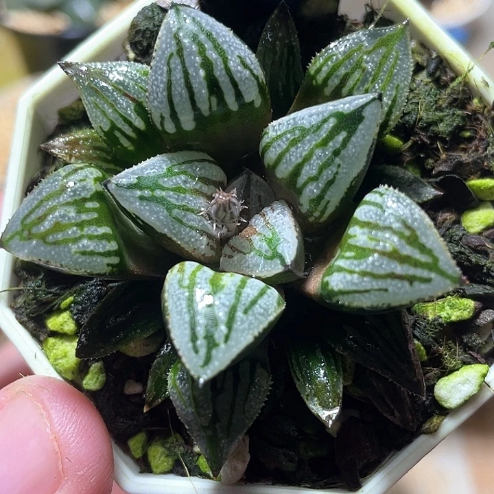 冷***士542快克特选福利一物