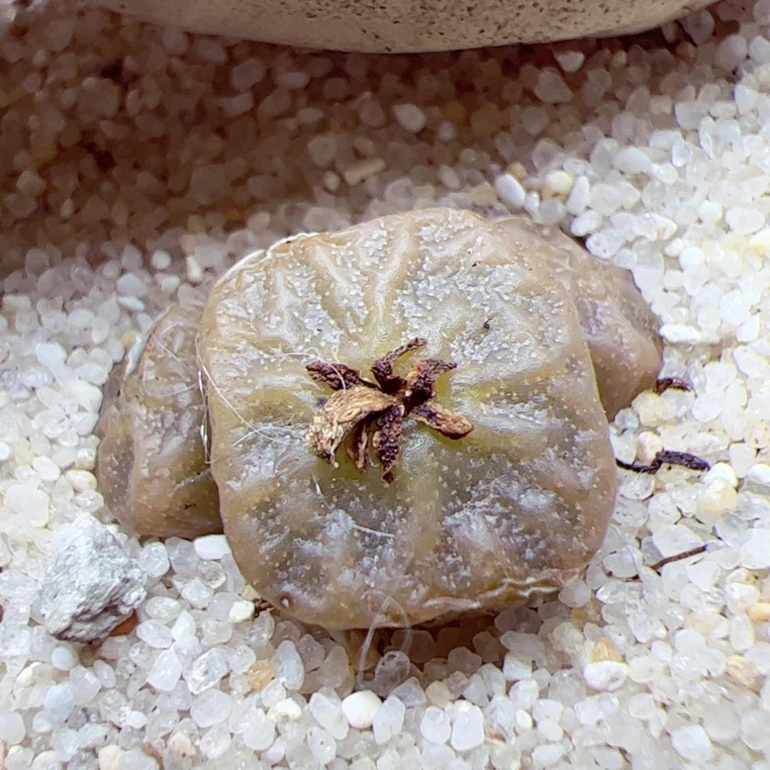 115 优秀的肉肉81