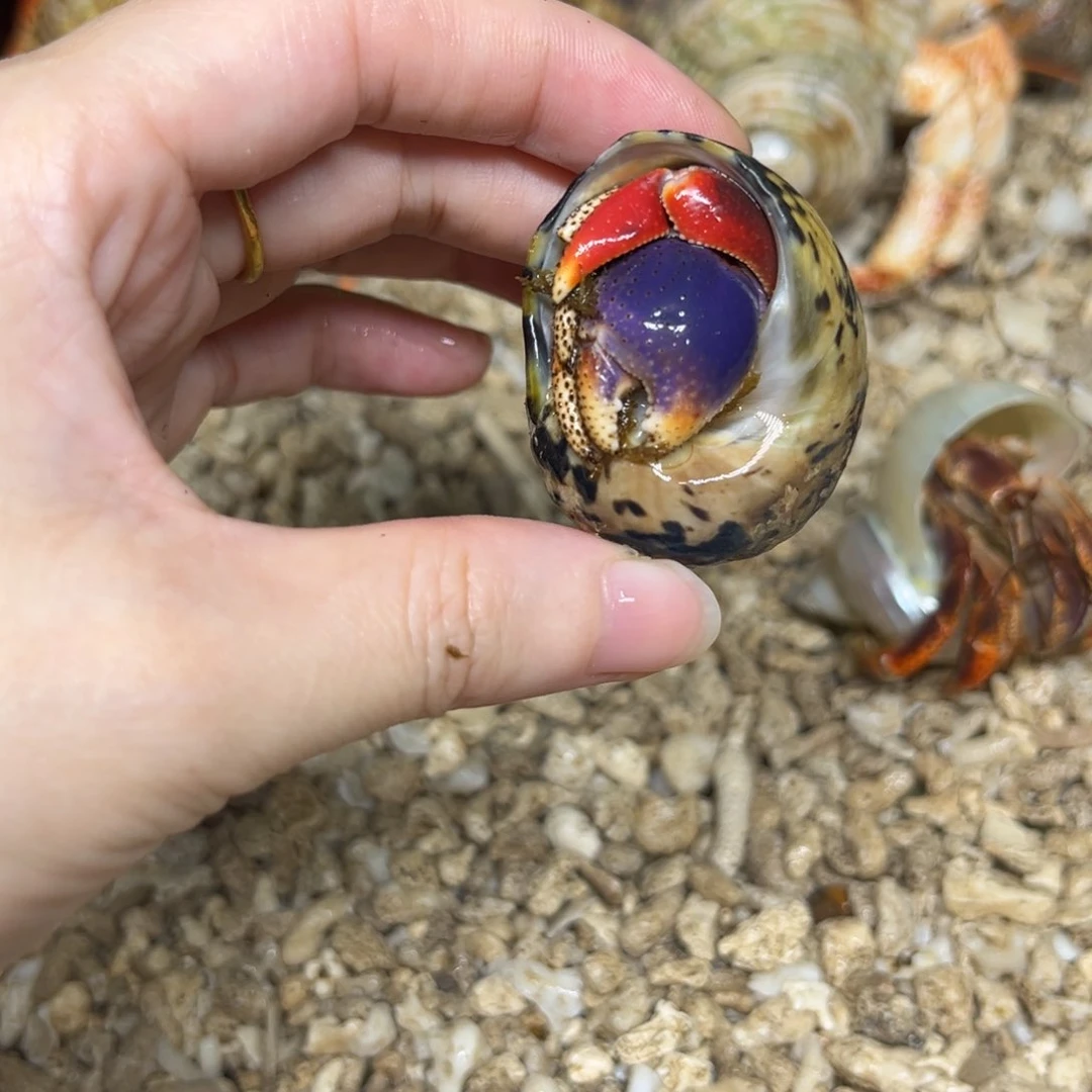 不吃香菜专拍瘸腿西伯