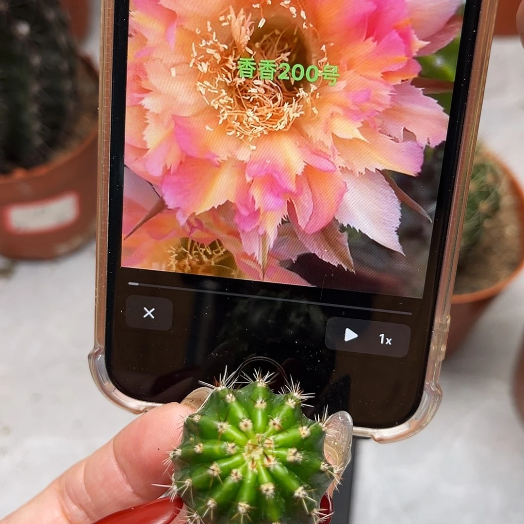 彩草200号羽毛测芽2.5公分左右