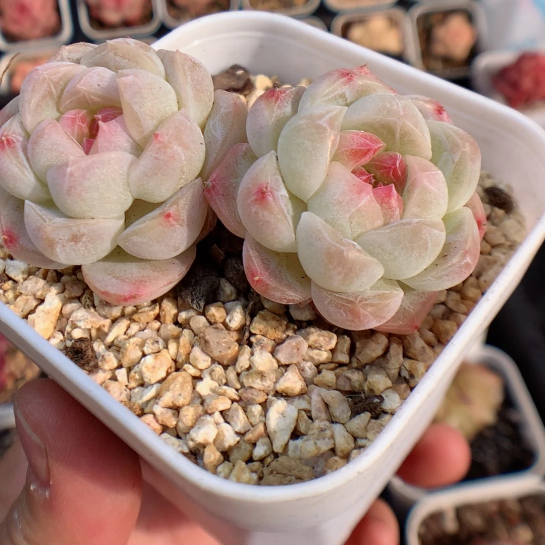 一物一拍精品多肉。  糖心双头 76