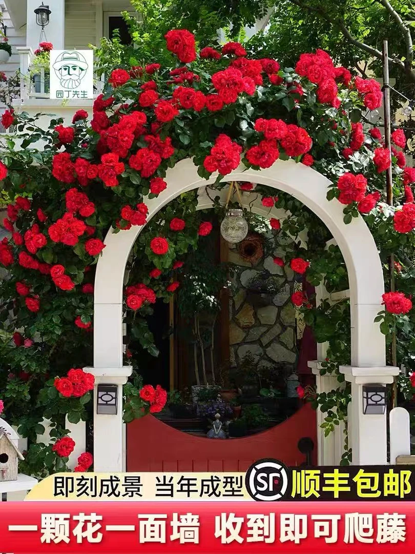 【专属链接】红罗莎莉橙木香黄木香爬藤月季丰花多头浓香型植物