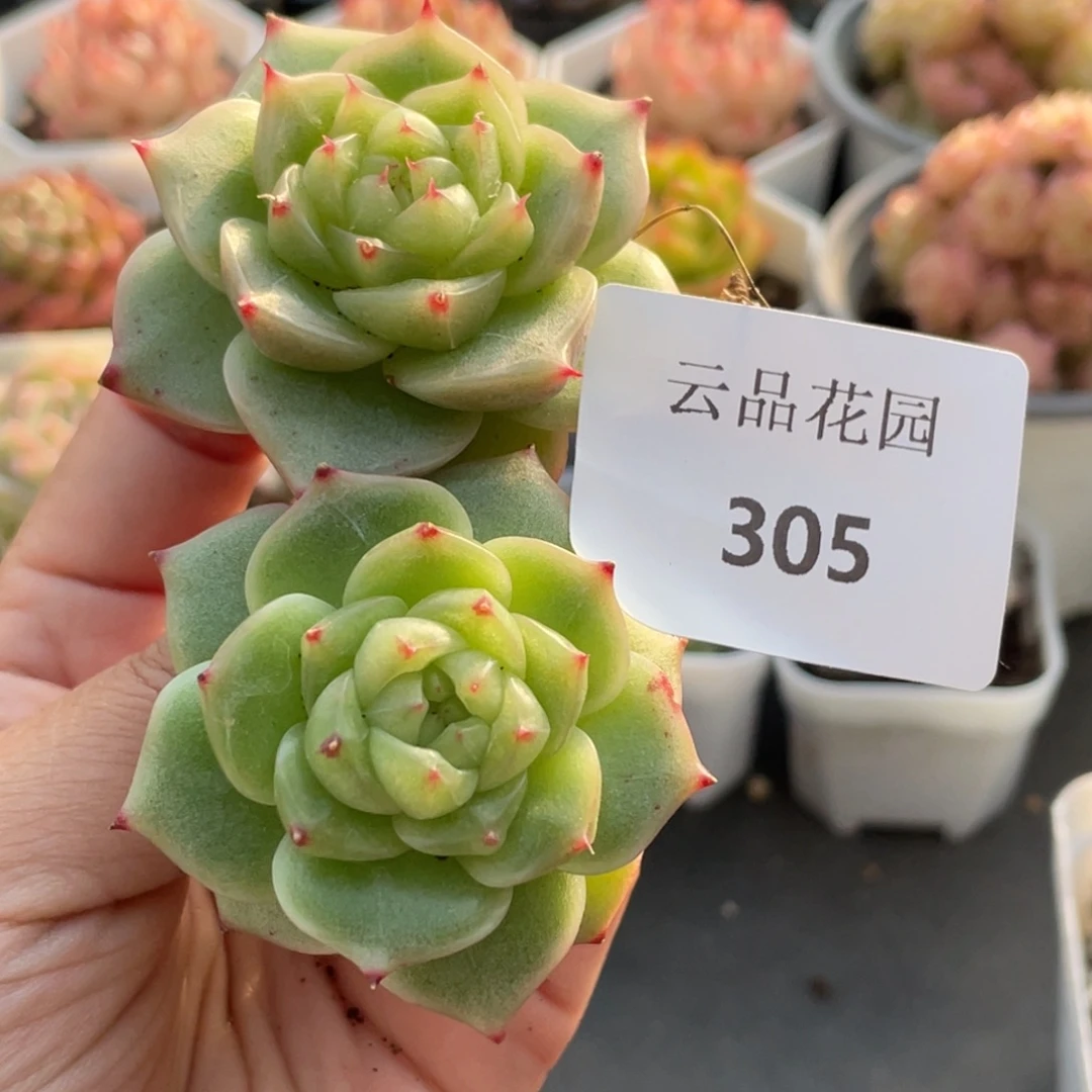 奔****305号糖心冰心珍妮2 翡翠熊猫