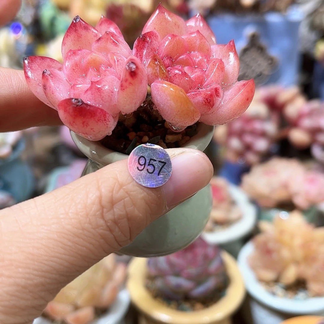 雪***?957 多肉含盆土 满30元包邮 除偏远