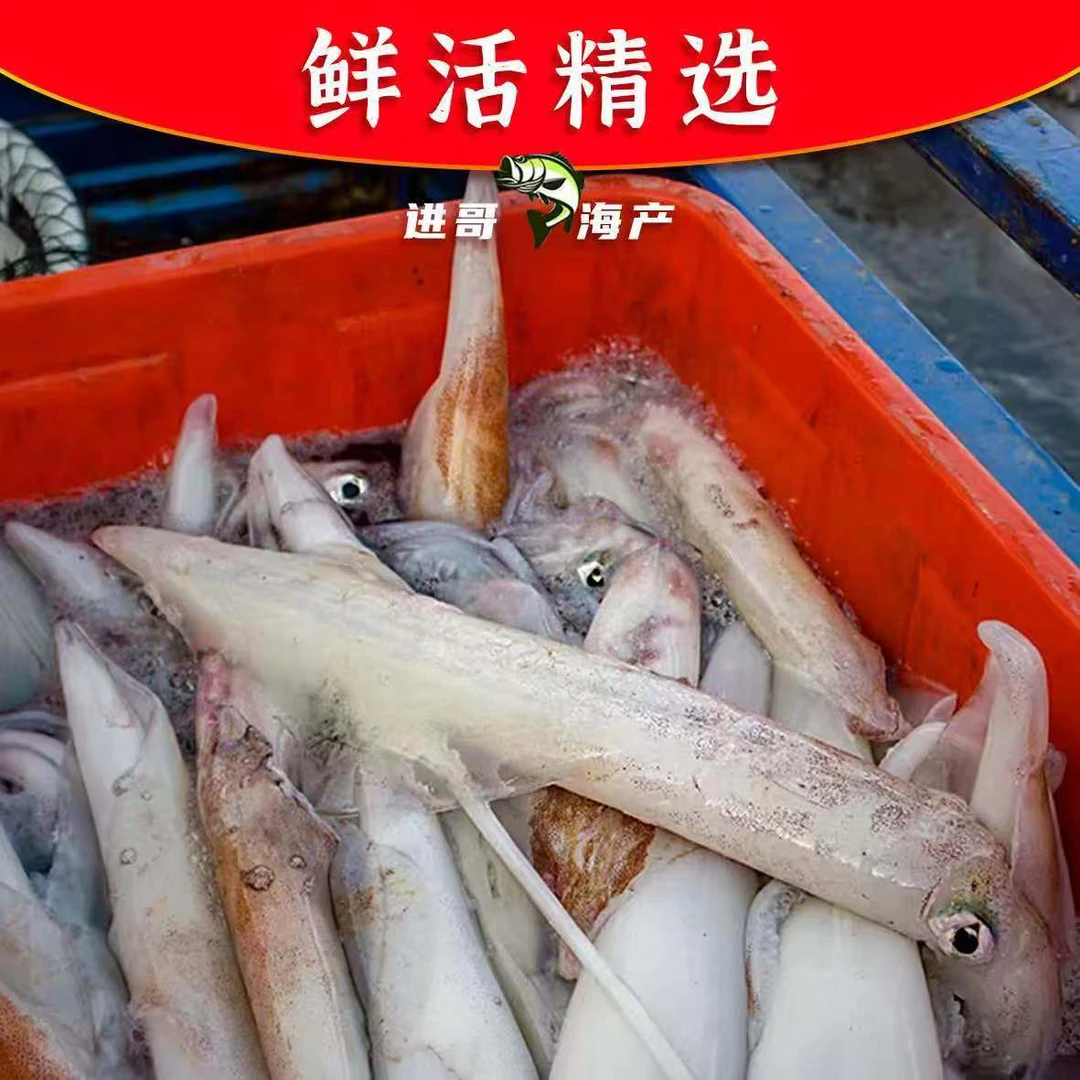 码头直发当天上岸/海钓鱿鱼/笔管鱿鱼 顺丰京东包邮冷链保鲜
