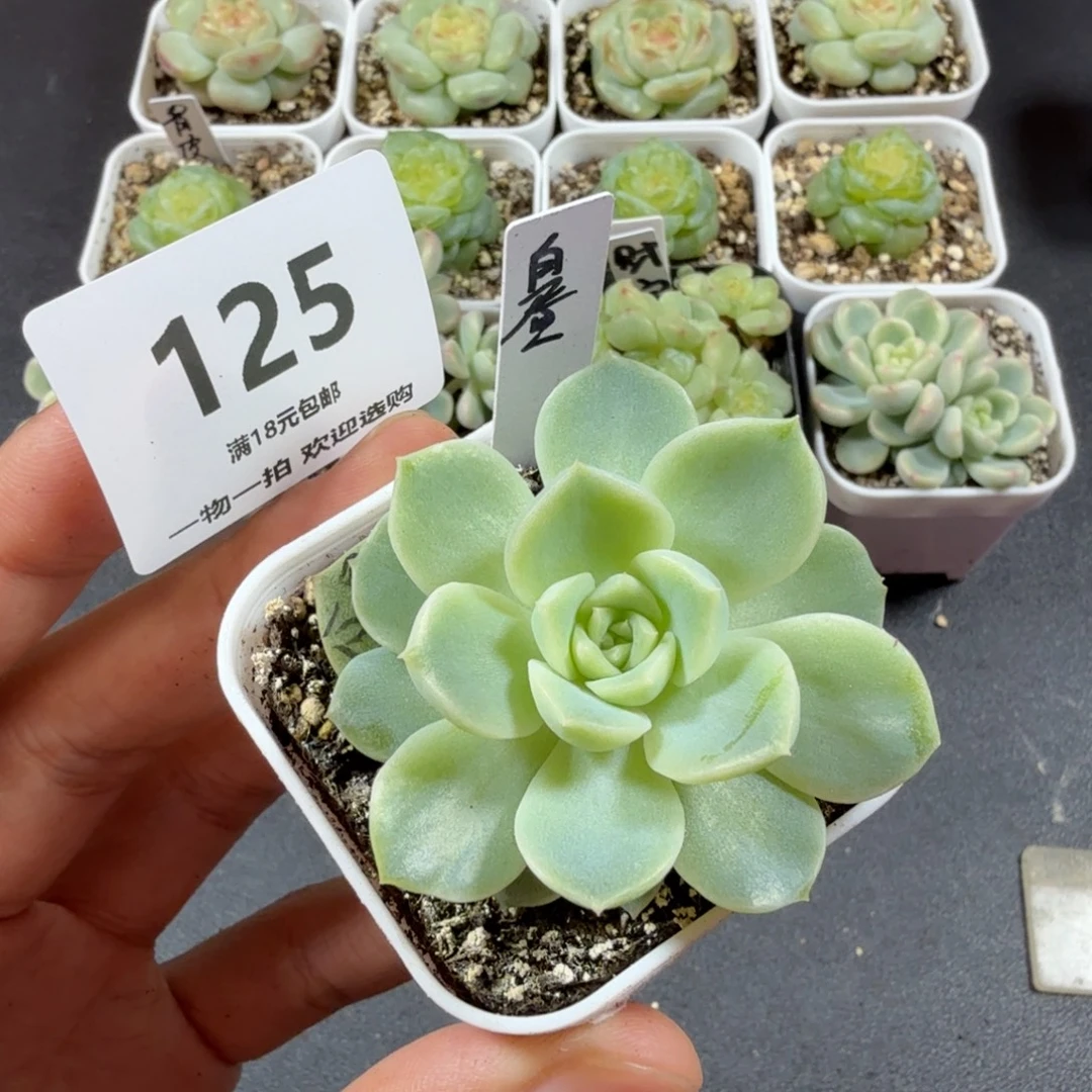 白昼单头一物一拍125