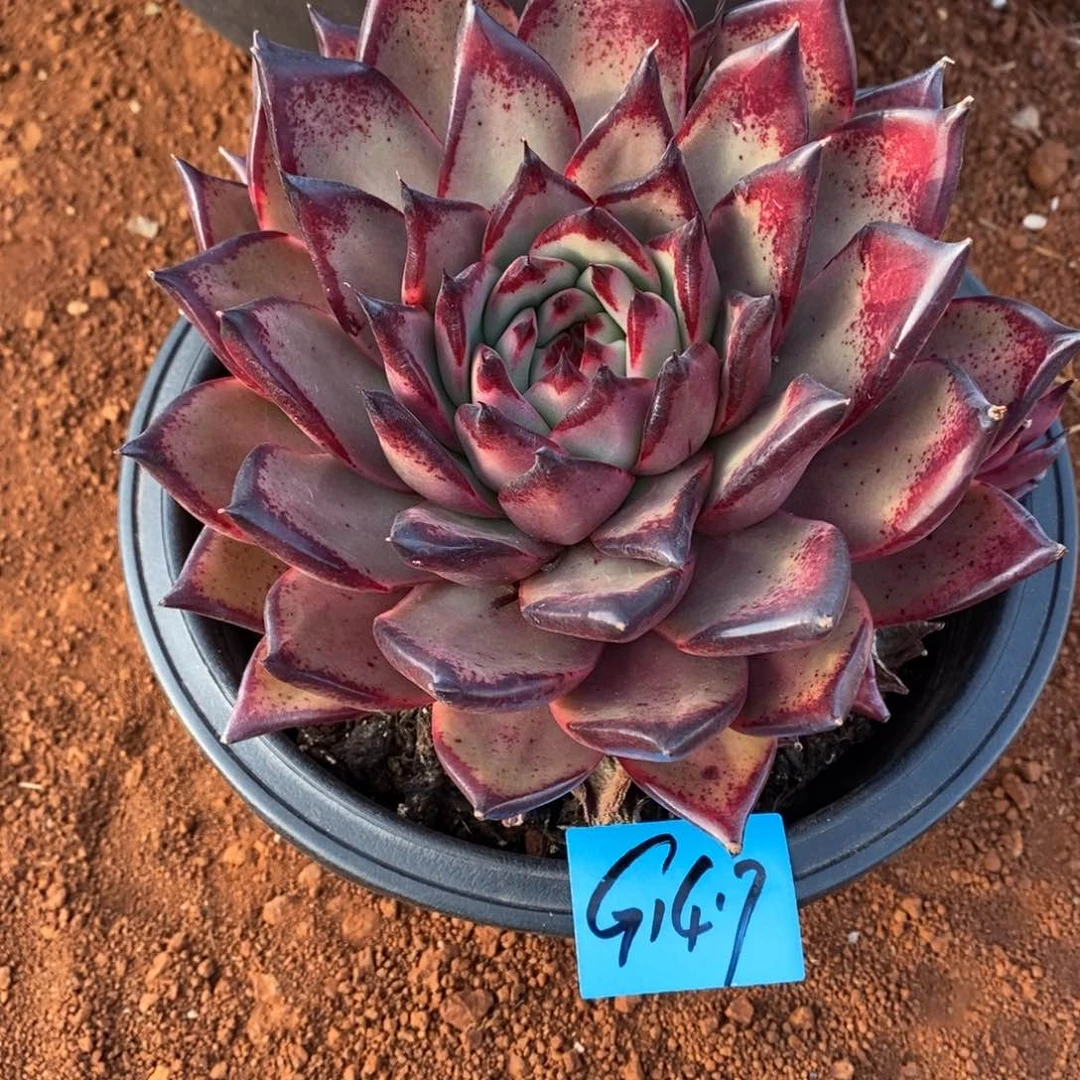 一***印多肉植物多肉植物1417