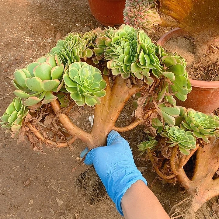 奶白朵朵脱土发货啊