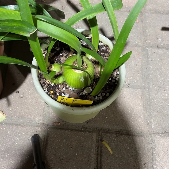 无花朵朱顶红PP6+10侧