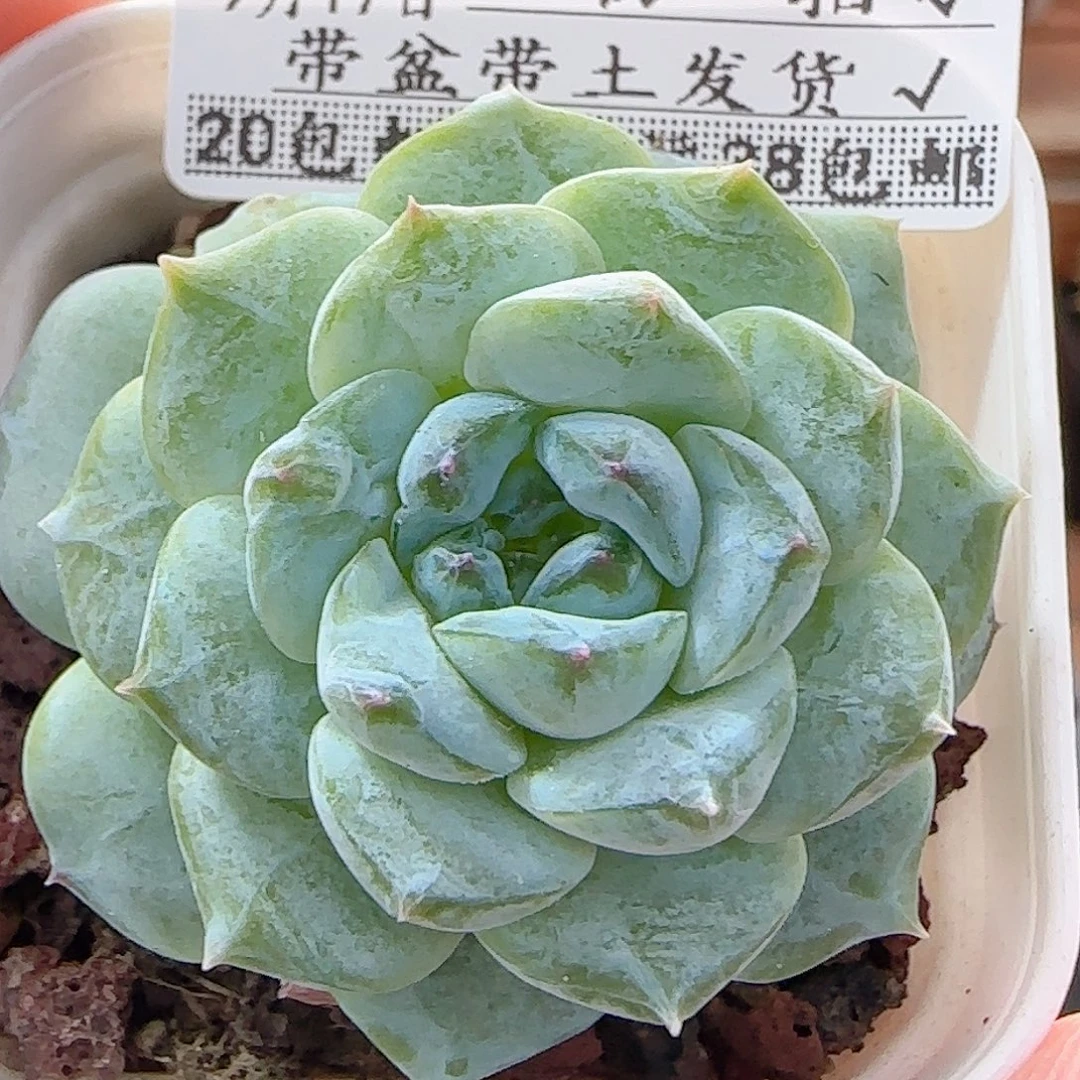 多肉0917--23福利