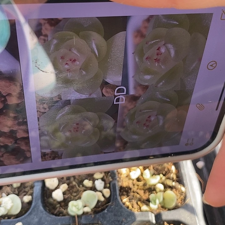 标287芽苗x49一个