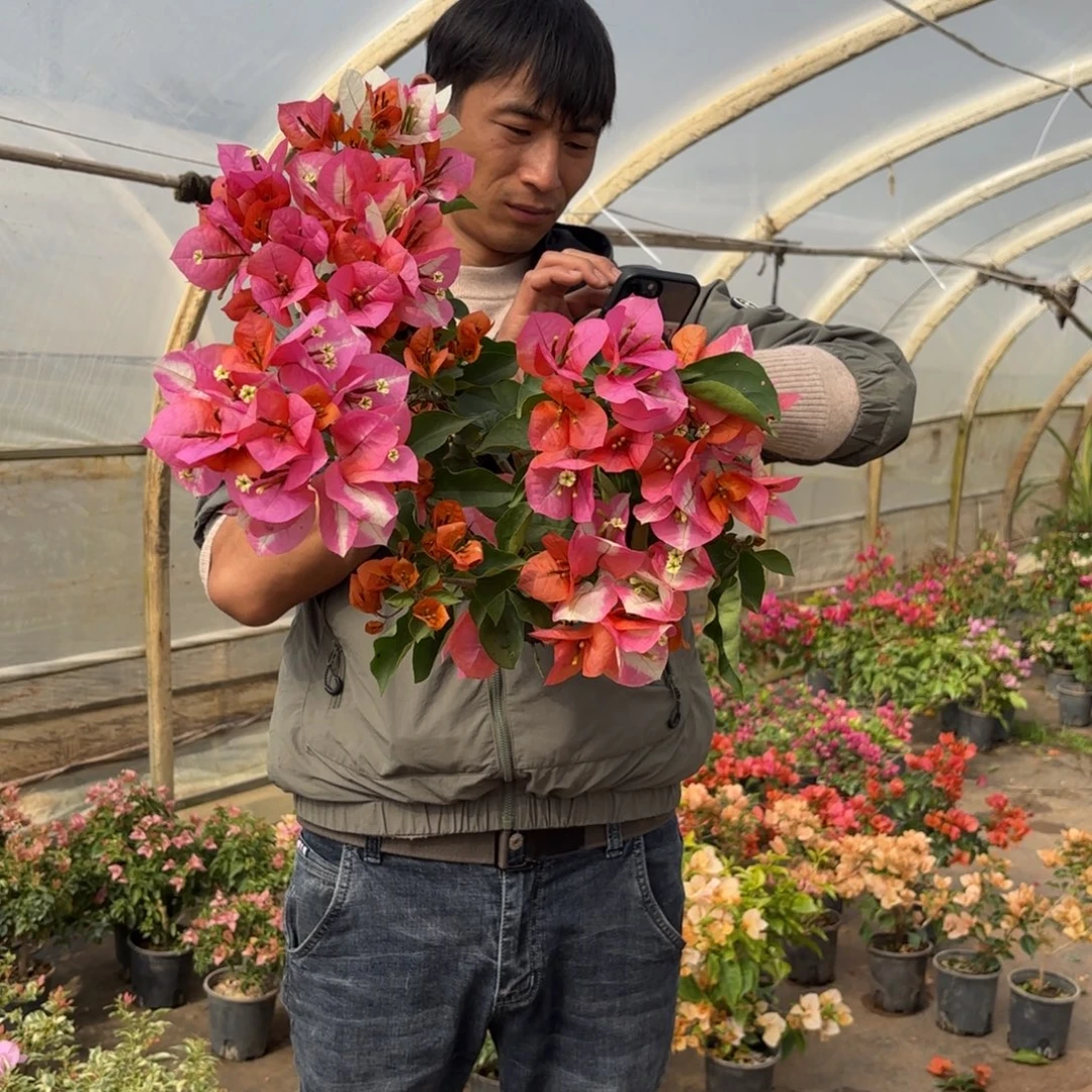 完全开放（凤凰）三角梅会落花落叶苗有大有小