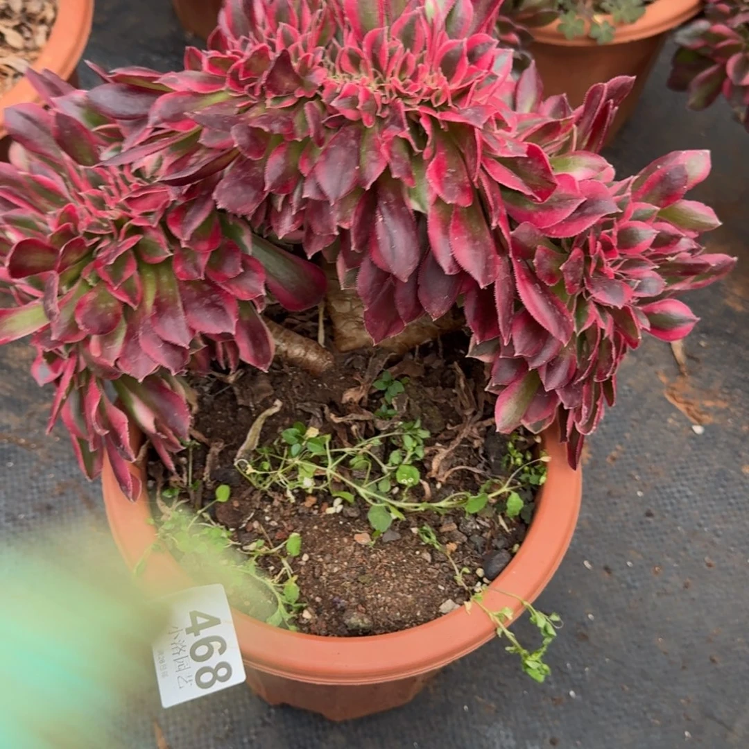 468粉女郎缀化多肉植物满28包邮