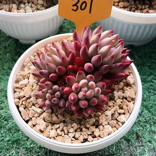 汝***宇车厘子301号码牌子的话题了