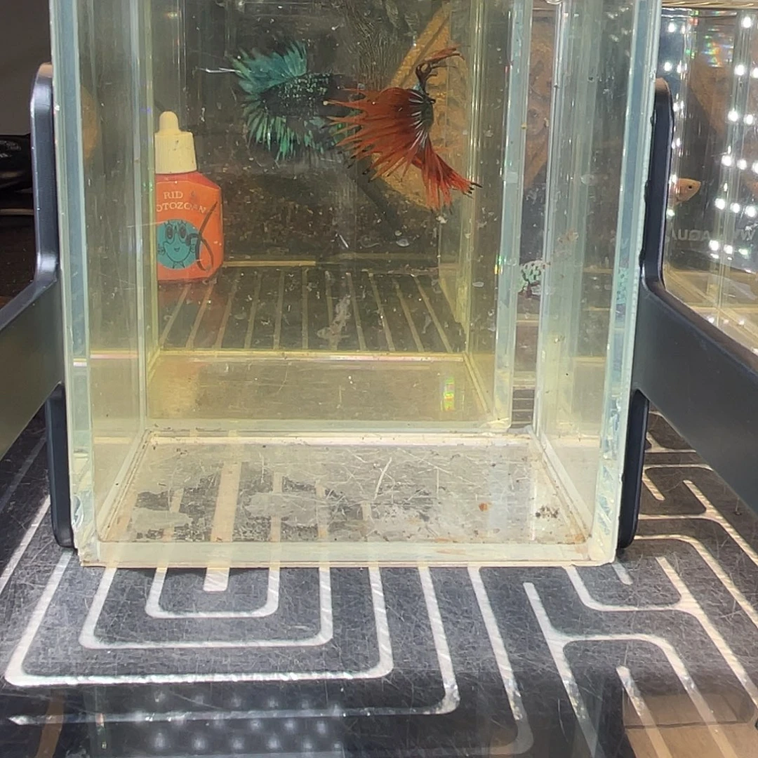 斗鱼23号1211早绿毒
