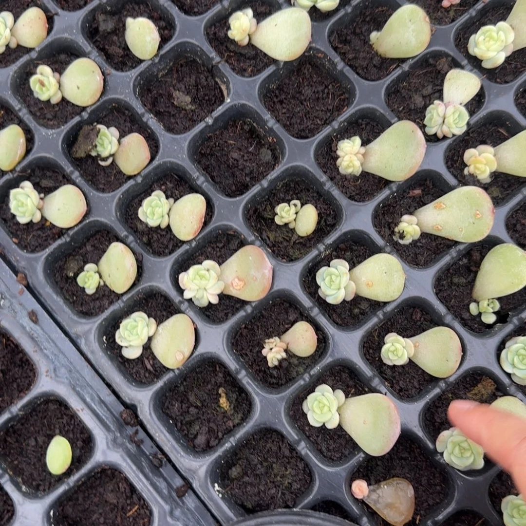 荔枝穴2个满25包邮