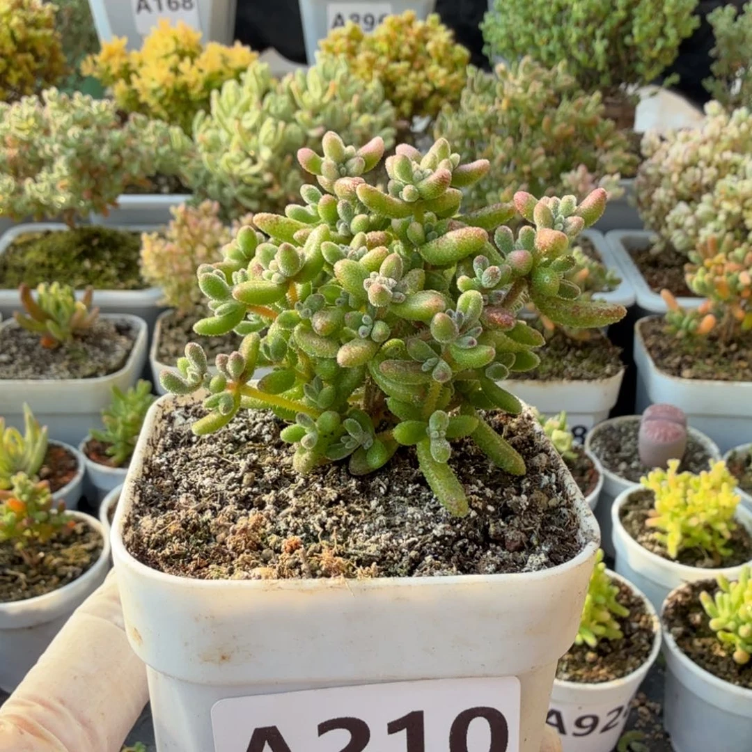 A210红宝石28元包邮