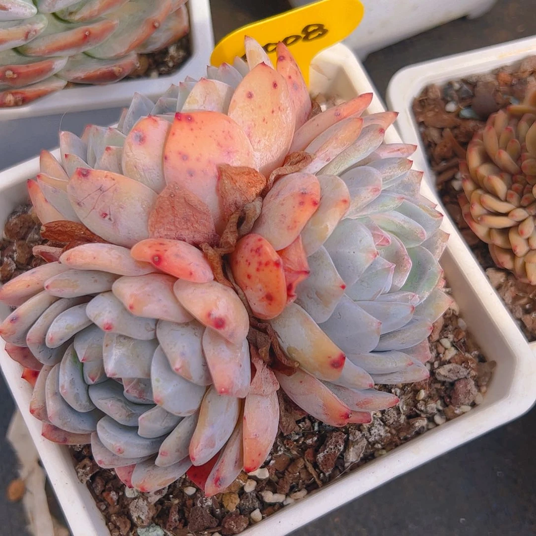 三头橙梦露5008号