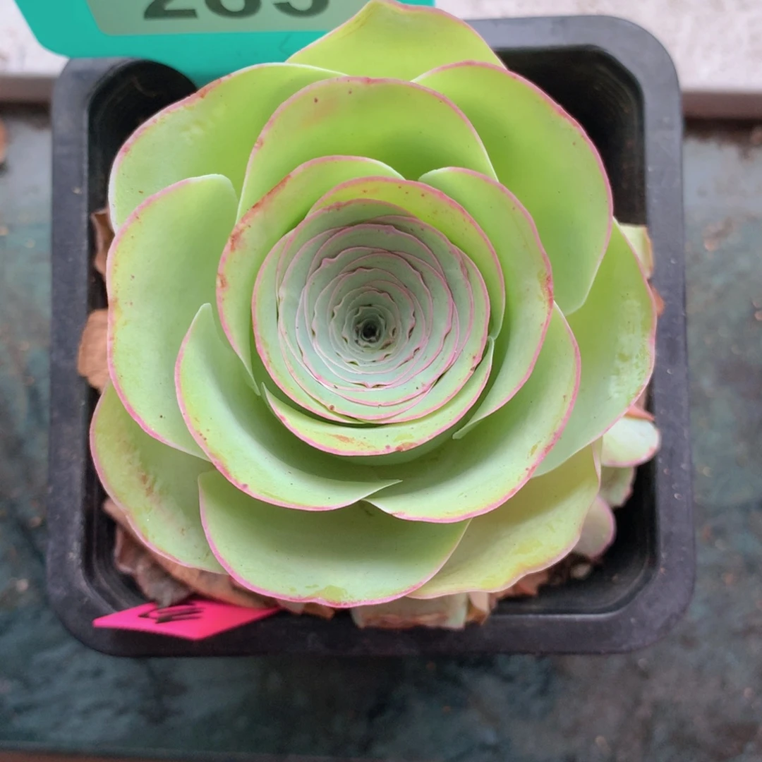 @****一物一拍勿忘我283