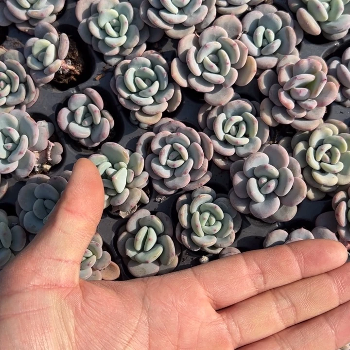 雪兰单头3颗量拍多肉满20包邮初7发