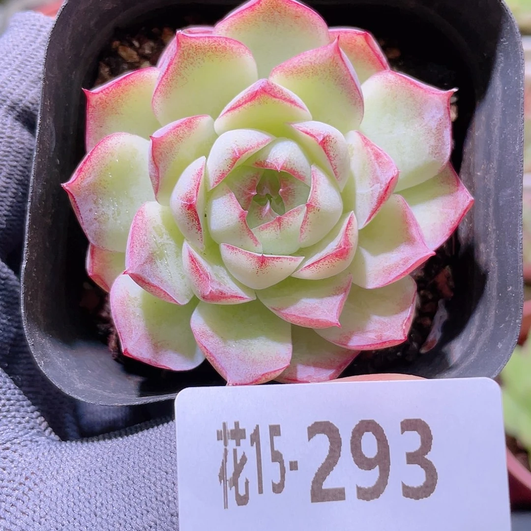 花利美15-293女王玫瑰