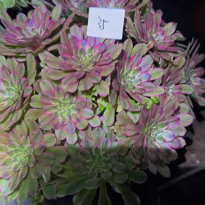 精品花脸粉黛捧花亏本福利35