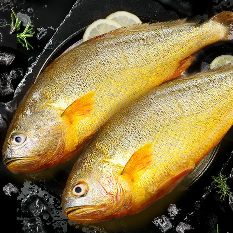 【新人福利】深海黄花鱼无冰特大新鲜海捕大黄花鱼鲜活速冻