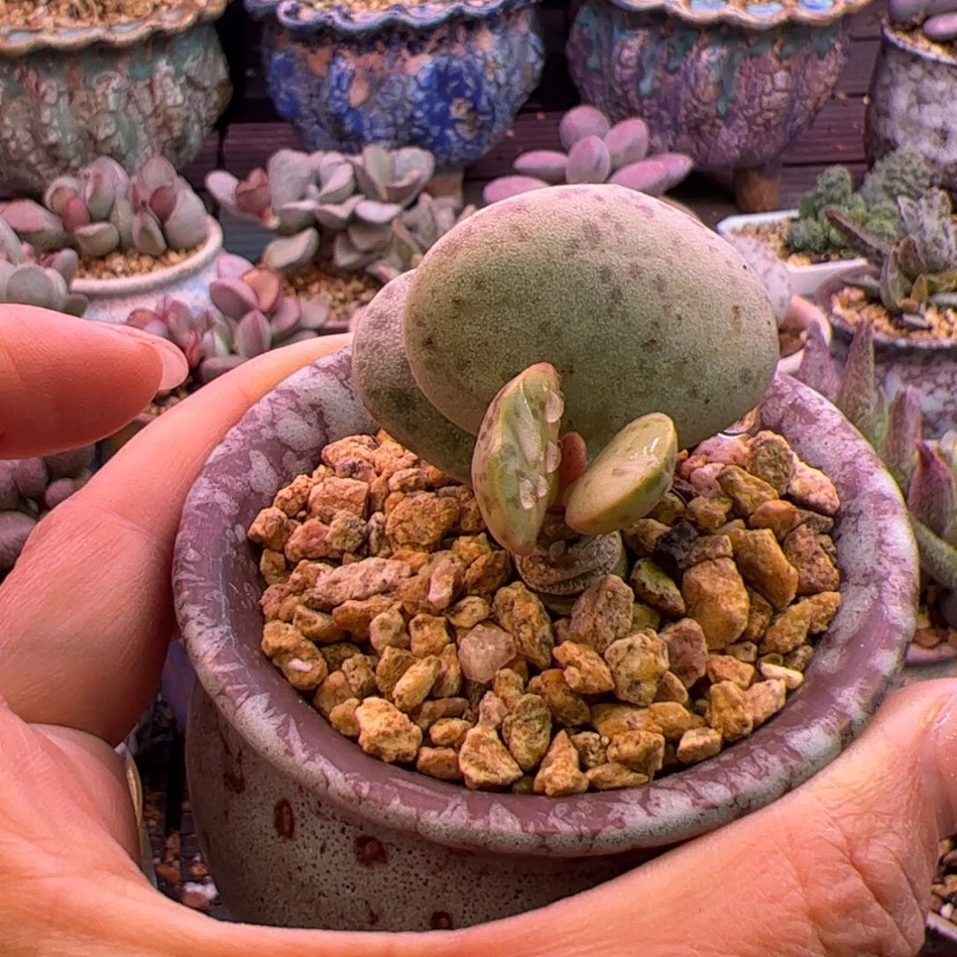 花蛋。