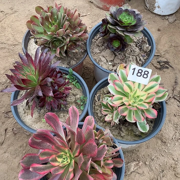 无花朵188五颗多肉中