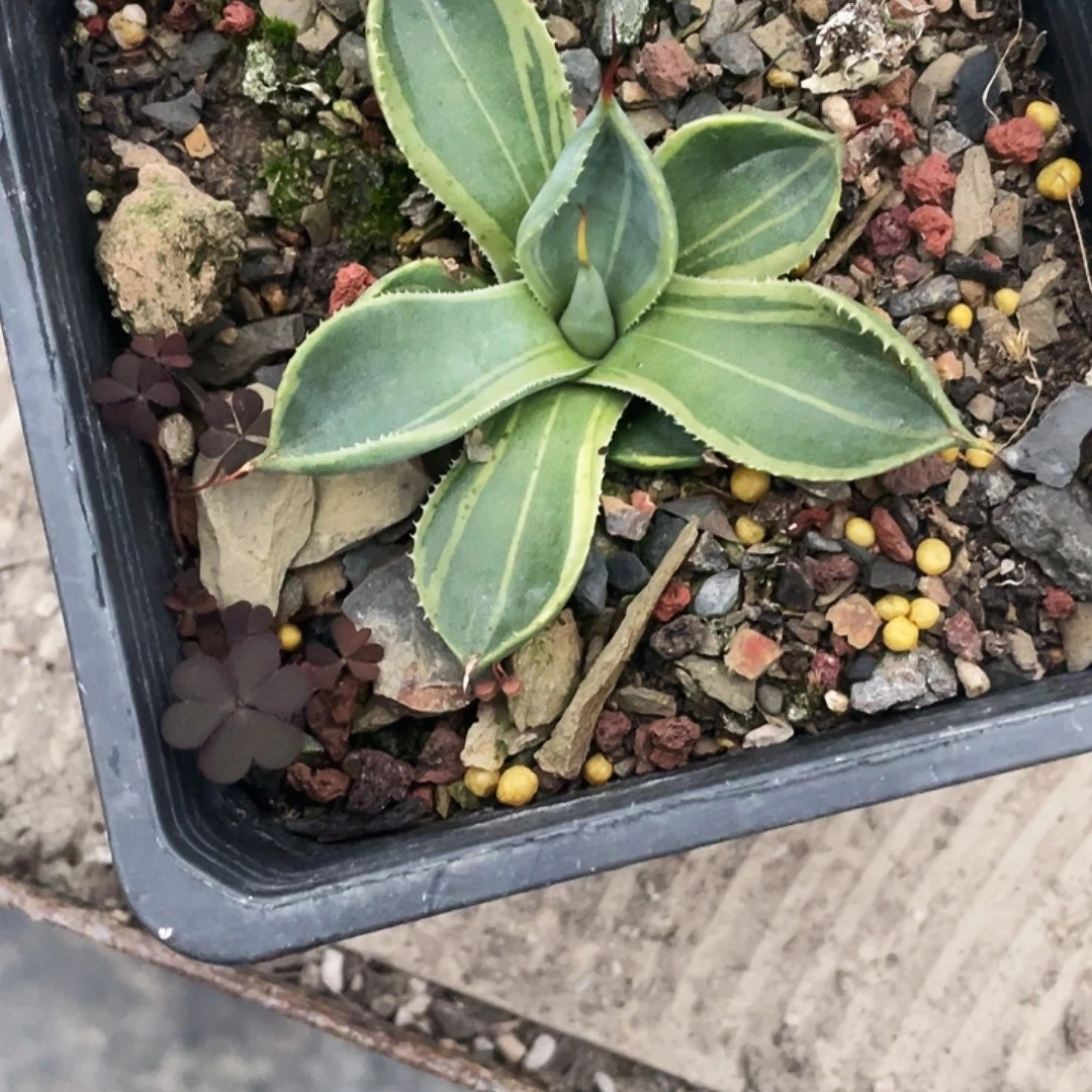 H***少无花朵龙舌兰绿色植物