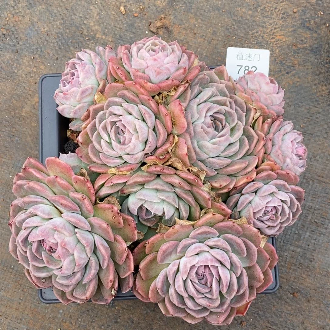 雪****8杂交精品多肉782