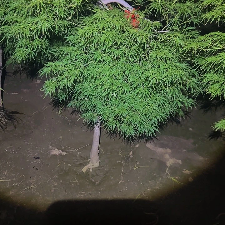 外山羽毛枫自然界的色彩大师