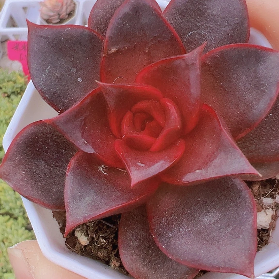 红玫瑰19包邮多肉植物