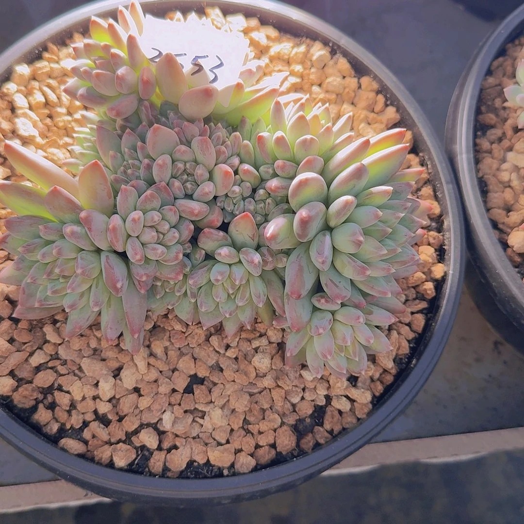 来***张2553美人杂多肉植物