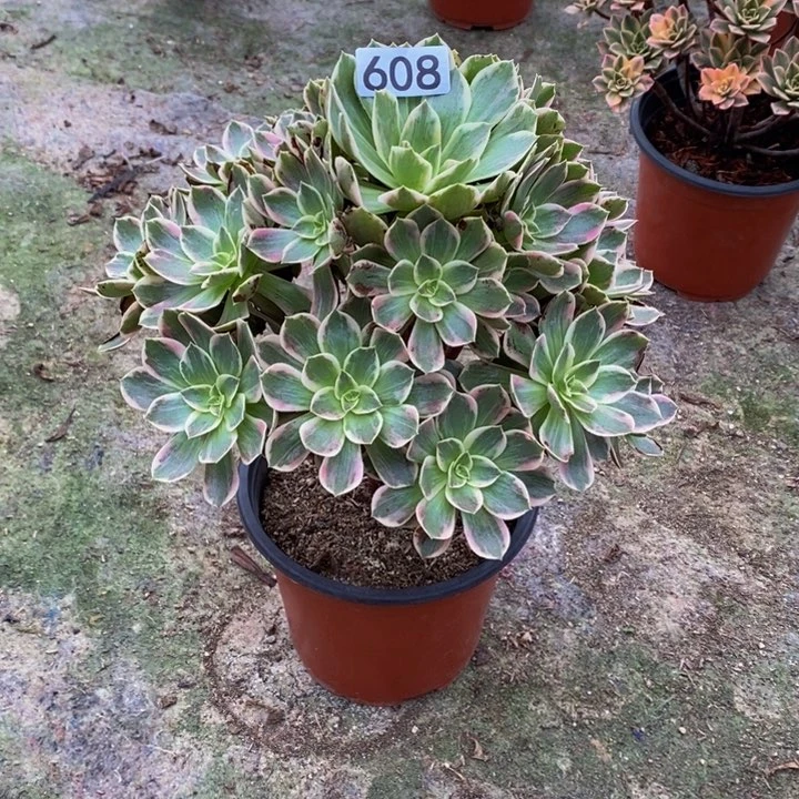 静***静幻莎多肉植物608