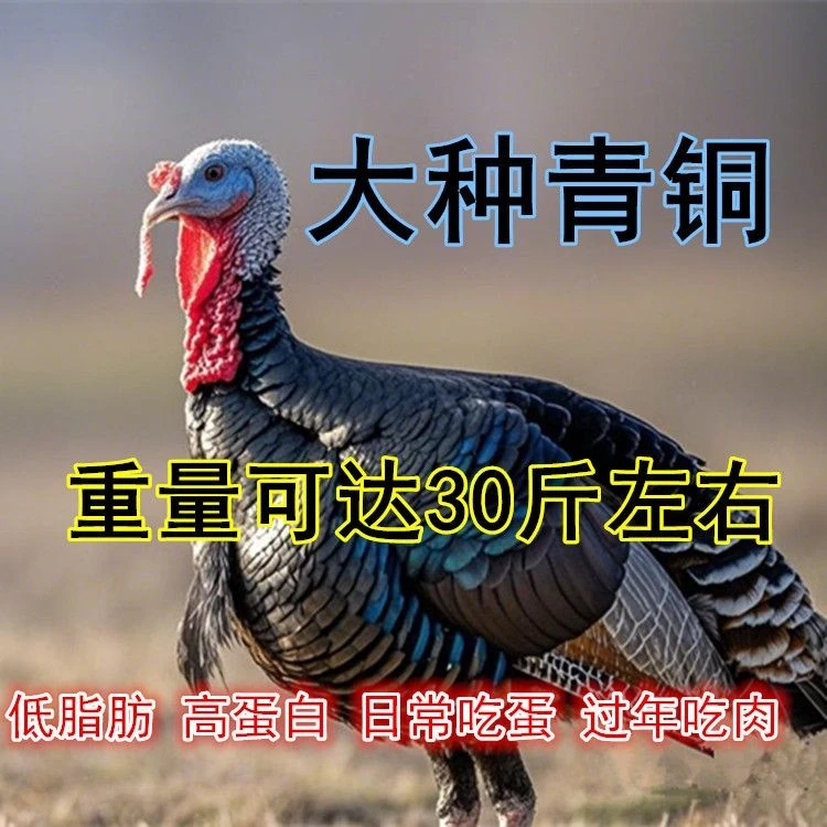 宠物鸡青铜，尼古拉火鸡个大漂亮