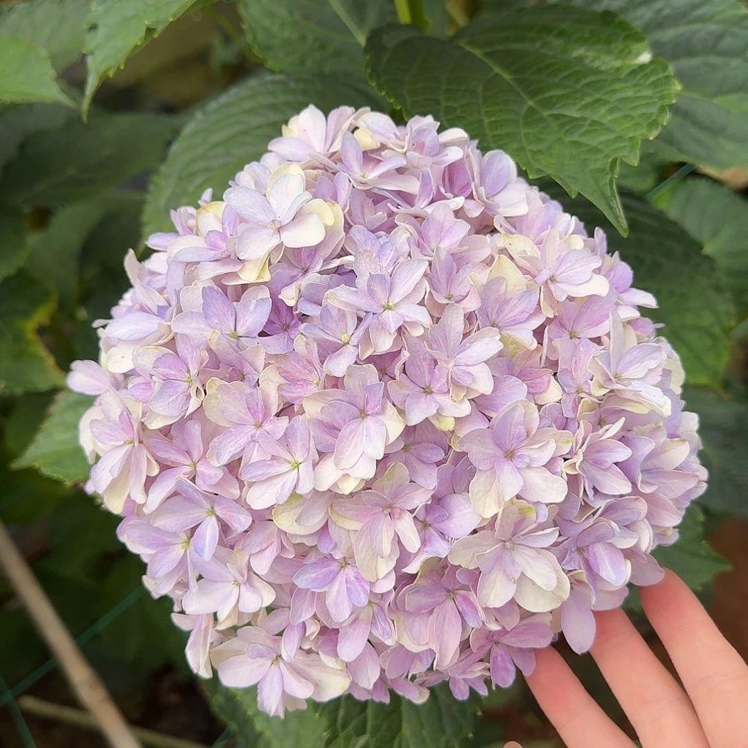 大部分花苞少量开放123