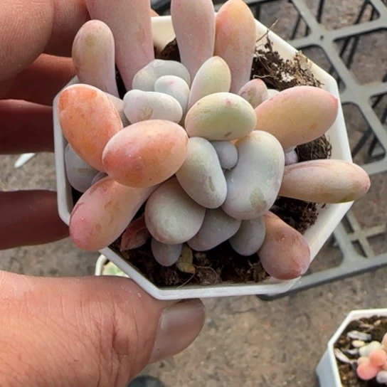 282粉兔多肉植物多