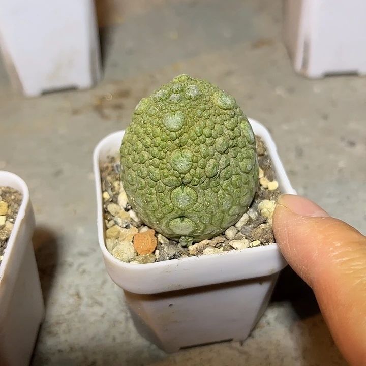 实生佛头凝蹄玉一物一拍