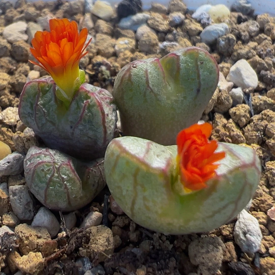 99多肉植物百科植物