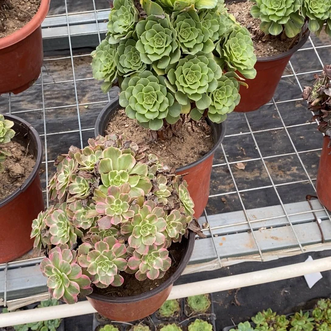 夕多肉植物组合拼盘24