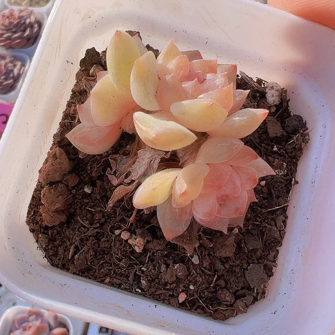 老桩糖心群19包邮多肉